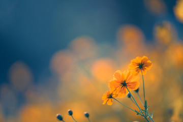 假如你是一名护士 想进儿科的理由和工作思路