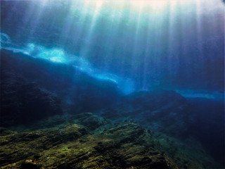 俄罗斯怎么可能有桉树