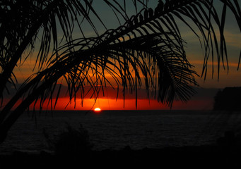 俄罗斯怎么可能有桉树